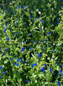 zdjęcie Ogrodowe Kwiaty Commelina niebieski
