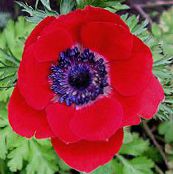 fotoğraf Bahçe çiçekleri Taç Windfower, Grecian Windflower, Haşhaş Anemon, Anemone coronaria kırmızı