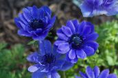 fotografie Zahradní květiny Koruna Windfower, Řecký Sasanka, Mák Sasanka, Anemone coronaria modrý