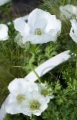 皇冠风花，希腊风花，罂粟海葵