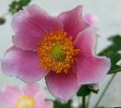fénykép Kerti Virágok Korona Windfower, Görög Windflower, Mák Szellőrózsa, Anemone coronaria rózsaszín