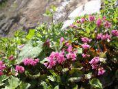 фото Садовые цветы Шизокодон, Schizocodon soldanelloides розовый