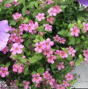 ფოტო ბაღის ყვავილები Bacopa (Sutera) ვარდისფერი