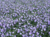 φωτογραφία Λουλούδια κήπου Bacopa (Sutera) γαλάζιο