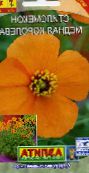 foto Have Blomster Vind Valmue, Stylomecon heterophyllum appelsin