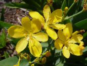 φωτογραφία Λουλούδια κήπου Κρίνος Βατόμουρο, Κρίνο Λεοπάρδαλη, Belamcanda chinensis κίτρινος