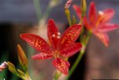 fotografie Záhradné kvety Blackberry Lily, Leopard Ľalia, Belamcanda chinensis červená