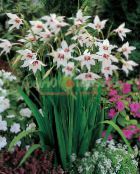 Abyssinian Gladiolus, Pá Orchid, Ilmandi Gladiolus, Sverð Lily