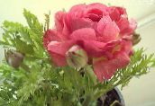 foto Vrtne Cvjetovi Ranunculus, Perzijski Ljutić, Turban Ljutić, Perzijski Crowfoot, Ranunculus asiaticus ružičasta