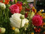 foto Vrtne Cvjetovi Ranunculus, Perzijski Ljutić, Turban Ljutić, Perzijski Crowfoot, Ranunculus asiaticus bijela