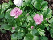 foto Have Blomster Ranunkel, Persisk Ranunkel, Turban Ranunkel, Persisk Crowfoot, Ranunculus asiaticus lilla