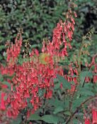 снимка Градински цветове Кабо Обичка, Phygelius capensis червен