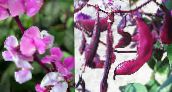 foto Flores de jardín Rubí Jacinto Resplandor Frijol, Dolichos lablab, Lablab purpureus rosa