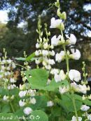 照片 园林花卉 红宝石光芒扁豆, Dolichos lablab, Lablab purpureus 白