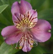 lilac Alstroemeria, Peruvian Lily, Lily Inkanna