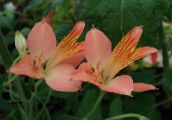 フォト 庭の花 アルストロメリア、ペルーのユリ、インカのユリ, Alstroemeria ピンク