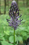 ფოტო ბაღის ყვავილები Horned Rampion, Phyteuma შავი