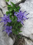 ფოტო ბაღის ყვავილები Horned Rampion, Phyteuma ღია ლურჯი