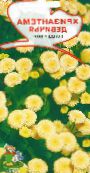 foto Flores do Jardim Tanacetum Parthenium, Matricaria parthenium (Tanacetum parthenium) amarelo