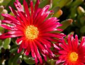 foto Trädgårdsblommor Is Växt, Mesembryanthemum crystallinum röd