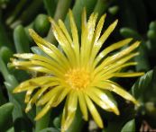bilde Hage Blomster Is Plante, Mesembryanthemum crystallinum gul