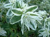 fotografie Zahradní květiny Snow-On-The-Mountain, Euphorbia marginata bílá