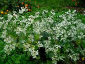 фото Садовые цветы Молочай окаймленный (Эуфорбия маргината), Euphorbia marginata белый
