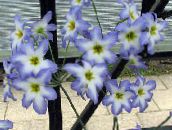 foto Dārza Ziedi Spožums Ir Saulei, Leucocoryne gaiši zils