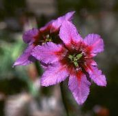 fotografie Záhradné kvety Sláva Slnko, Leucocoryne ružová