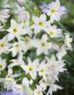 nuotrauka Sodo Gėlės Šlovė Saulės, Leucocoryne baltas