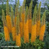 снимка Градински цветове Лисича Опашка Лилия, Пустинен Свещ, Eremurus оранжев