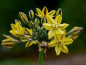 снимка Градински цветове Triteleia, Трева Гайка, Ithuriel Е Копието, Уоли Кошницата жълт