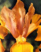 снимка Градински цветове Холандски Ирис, Испански Ириса, Xiphium оранжев