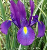 foto Trädgårdsblommor Dutch Iris, Spanska Iris, Xiphium violett