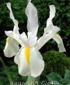 zdjęcie Ogrodowe Kwiaty Ksifium (Dutch Iris, Iris Angielski), Xiphium biały