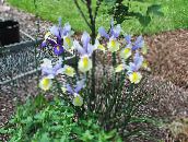 fotografie Zahradní květiny Dutch Iris, Španělština Iris, Xiphium světle modrá