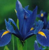 albastru Iris Olandeză, Spaniolă Iris