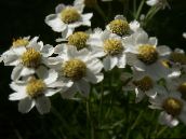 foto Aed Lilled Sneezewort, Sneezeweed, Brideflower, Achillea ptarmica valge