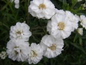 foto Vrtne Cvjetovi Sneezewort, Sneezeweed, Brideflower, Achillea ptarmica bijela