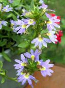 ფოტო ბაღის ყვავილები ლურჯი გულშემატკივართა Flower, Scaevola aemula ღია ლურჯი