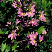 снимка Градински цветове Фея Фен Цвете, Scaevola aemula розов