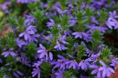fotografie Zahradní květiny Víla Ventilátor Květina, Scaevola aemula modrý