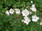 foto Flores do Jardim Anêmona Japonesa, Anemone hupehensis branco