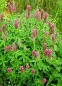 foto I fiori da giardino Trifoglio Rosso Piumato, Trifoglio Ornamentali, Di Trifoglio Rosso, Trifolium rubens rosa