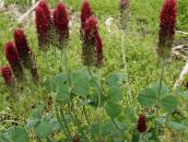 ფოტო ბაღის ყვავილები წითელი ფრთოსანი Clover, დეკორატიული სამყურა, წითელი Trefoil, Trifolium rubens შინდისფერი
