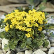 снимка Градински цветове Barbarea Rupicola жълт