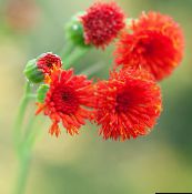 foto I fiori da giardino Fiore Nappa, Pennello Di Flora, Emilia coccinea, Emilia javanica, Cacalia coccinea rosso