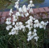 снимка Градински цветове Пушица, Eriophorum бял