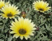 fotografie Zahradní květiny Pelerína Sedmikráska, Monarcha Stepi, Arctotis žlutý
