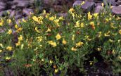 снимка Градински цветове Хедж Исоп, Gratiola officinalis жълт